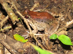 Leptodactylus leptodactyloides