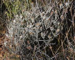 Syncarpha canescens canescens