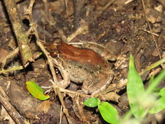 Leptodactylus leptodactyloides