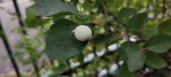 Symphoricarpos albus