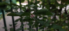 Symphoricarpos albus