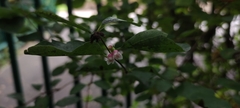 Symphoricarpos albus