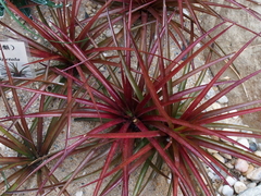 Deuterocohnia