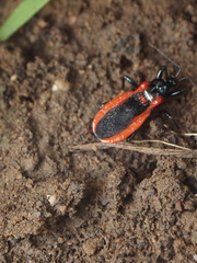 Ectrychotes dispar