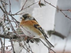 Fringilla montifringilla