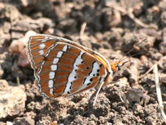 Byblia