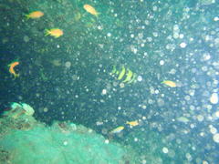 Oplegnathus robinsoni