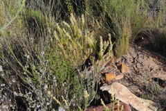 Microdon polygaloides