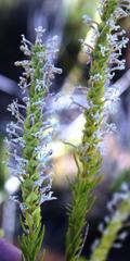 Microdon polygaloides