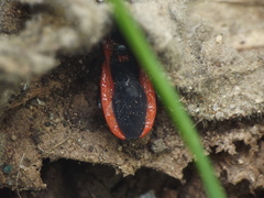 Ectrychotes dispar