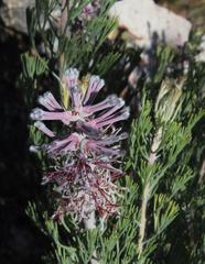 Paranomus bracteolaris