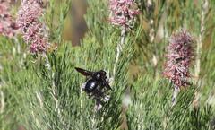 Paranomus bracteolaris