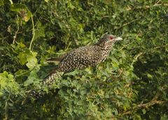 Eudynamys scolopaceus