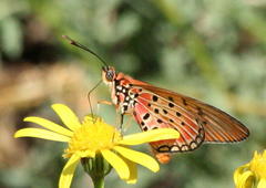 Acraea oncaea