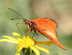 Acraea oncaea