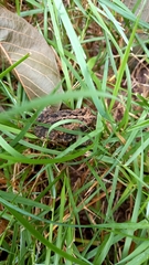 Incilius marmoreus