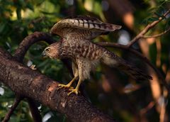 Accipiter badius