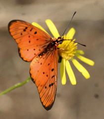 Acraea oncaea