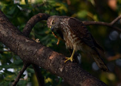 Accipiter badius