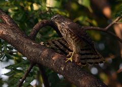 Accipiter badius