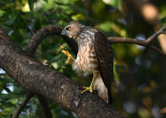 Accipiter badius