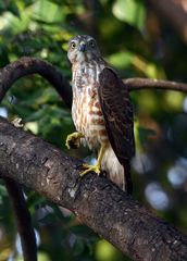 Accipiter badius
