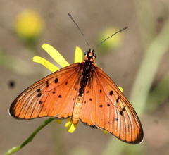Acraea oncaea