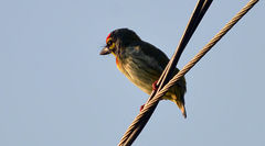 Psilopogon haemacephalus