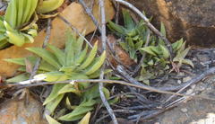 Crassula capitella thyrsiflora