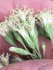 Brickellia eupatorioides texana