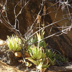 Crassula capitella thyrsiflora