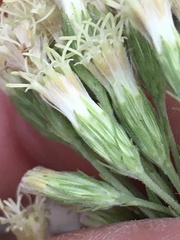 Brickellia eupatorioides texana