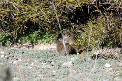 Microcavia australis
