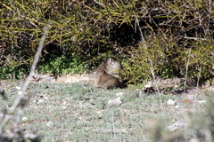 Microcavia australis