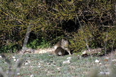 Microcavia australis