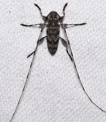 Acanthocinus obsoletus