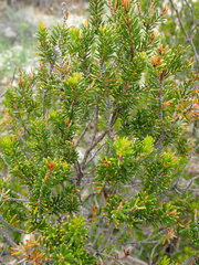 Erica multiflora