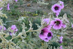 Anisodontea anomala