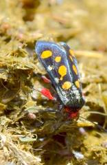 Arniocera auriguttata