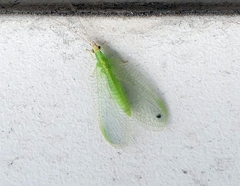 Pseudomallada flavifrons