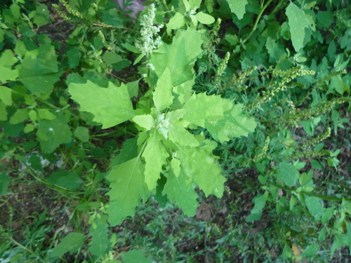 Green goosefoot (Chenopodium suecicum)