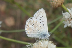 Polyommatus hispana