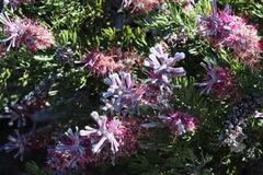 Paranomus bracteolaris