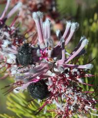 Paranomus bracteolaris