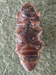Carpophilus discoideus