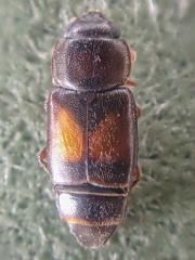 Carpophilus discoideus
