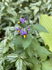 Solanum dulcamara