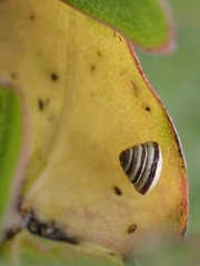 Trochoidea trochoides