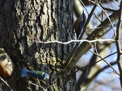 Cyanistes caeruleus