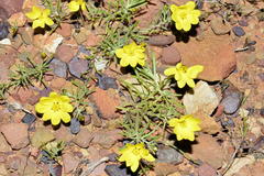 Rhynchopsidium pumilum